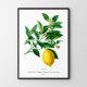 Plakat Cytryna vintage - format 30x40 cm - rycina - ilustracja - lato