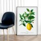 Plakat Cytryna vintage - format 61x91 cm - rycina - ilustracja - lato