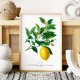 Plakat Cytryna vintage - format 61x91 cm - rycina - ilustracja - lato