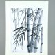 Bambus  japońskie malarstwo sumi-e. Original Akwarela A4