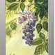 Słoneczne winogrona  Original Akwarela A4