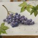 Winogrona i biedronka  Original Akwarela A4