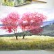 Różowy cud wiosny 30/42cm. Original Akwarela A3