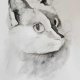 Kot- akwarela