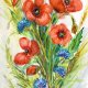 Maki i chabry Original Akwarela A4