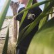 Czarny Długi T-shirt z Bawełny Organicznej S
