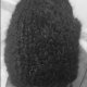 black z dziubkiem moher cotton