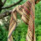 Summer / chustka rogal