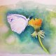 Motylek- akwarela