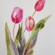 Tulipany  -akwarela