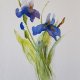 Irysy -akwarela
