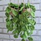Wisząca monstera – dekoracja ścienna / boho / handmade