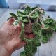 Wisząca monstera – dekoracja ścienna / boho / handmade