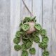 Wisząca monstera – dekoracja ścienna / boho / handmade