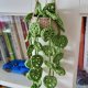 Wisząca monstera – dekoracja ścienna / boho / handmade