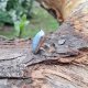 Opal - pierścionek regulowany