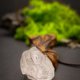 Wisiorek z drewna lipy z jasnym ametystem – ręcznie rzeźbiony, artystyczne zdobienia, biżuteria z drewna, luxe wooden jewelry