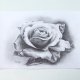 róża rysunek grafitem A4