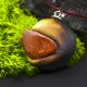 PIASEK PUSTYNI - Wisiorek z drzewa dębu, amulet zamknięty w kawałku drewna, Wood Pendant, Wooden Jewelry, biżuteria z drewna