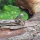 Kolorowość labradorytu - pierścionek regulowany