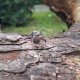 Chryzokola z malachitem - pierścionek regulowany