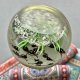 ❤ Very unique! ❤ Underwater world - tadpoles ❤ Vintage Crystal Paperweight