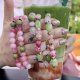 Strawberry Matcha | Bransoletka Sweet Rebel