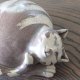 Dagmar Hampel Wiedeń lata 70-te  ceramiczna figurka  śpiący kot  mid century modern minimalizm