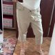 Liz Claiborne Sara Crop spodnie rybaczki bawełniane damskie Plus Size, beżowe 5XL / 50 / 22