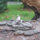 Różowy kwarc - pierścionek regulowany