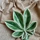 Vintage Wade England Porcelain Leaf Pin Dish ❤ Lata 50-te. XXw.