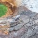 Agat dendrytowy - pierścionek regulowany