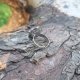 Agat dendrytowy - pierścionek regulowany