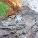 Agat dendrytowy - pierścionek regulowany
