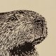 Kapibara - oprawione passe-partout - Linoryt, ilustracja, grafika, obrazek, obraz, sztuka, plakat, dekoracje