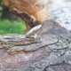 Na zielonym wzgórzu - pierścionek regulowany
