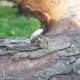 Kamień księżycowy - pierścionek regulowany