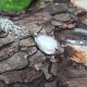 Kamień księżycowy - wisiorek