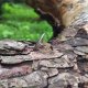 Ślady miedzi - pierścionek regulowany