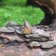 Septaria - pierścionek regulowany