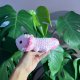 Axolotl różowy na szydełku urocza salamandra na szydełku rękodzieło na szydełku polski produkt szydełkowa praca w kolorze różu