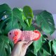 Axolotl seledynowy na szydełku urocza salamandra na szydełku rękodzieło na szydełku polski produkt szydełkowa praca koralowy kolor