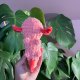 Axolotl seledynowy na szydełku urocza salamandra na szydełku rękodzieło na szydełku polski produkt szydełkowa praca koralowy kolor