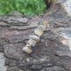 Cytrynowa - klamra do włosów