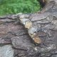 Cytrynowa - klamra do włosów