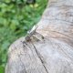 Chryzokola z amazonitem - pierścionek regulowany