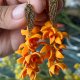 Kolczyki Mahonia Pozłacane 18K z cyrkoniami