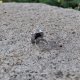 Jesień nad morzem - pierścionek regulowany