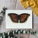 Akwarela Motyl obraz obrazek ręcznie malowany na prezent