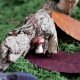 Wisiorek grzybek agat koronkowy las jesień rękodzieło piękny